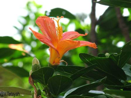 Hibiscus liliforus